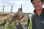 Springwatch: Great Blakenham Landfill’s Wildlife Haven – BBC News wpid-53558056dsc0011.jpg
