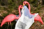 Taxing Plastic Bags Doesn’t Work Palstic bag tax no. Flamingos yes!