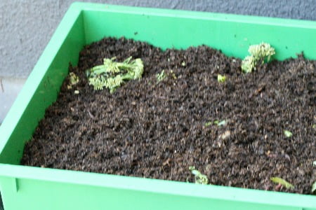Image shows what vermicomposting is.
