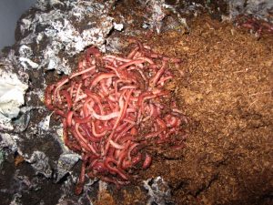 Image illustrates the question of; "What is Vermicomposting?"
