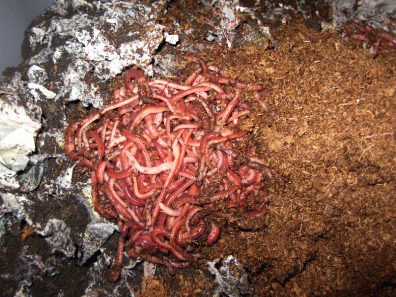 Vermicompost