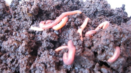 Images of worms used to explain the question of \
