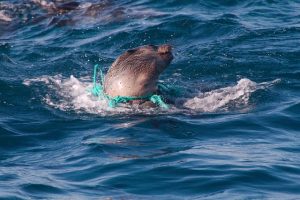 Wildlife in Danger from ocean plastic illustrates our "How to Avoid Single Use Plastics" article.