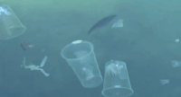 Fish swims among single-use disposable cups badly polluting a river..