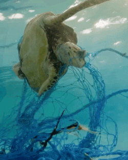 Image showing a Sea Turtle caught in plastic fishing net. How Much Plastic is Recycled? Not enough!