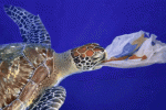 Bad Plastic – 5 Ways to Stop Recycling the Worst Plastics Image shows a turtle apparently eating plastic bag. - some of the worst plastic.