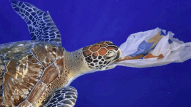 Image shows a turtle apparently eating plastic bag. - some of the worst plastic.