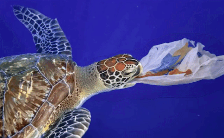 Image shows a turtle apparently eating plastic bag. - some of the worst plastic.