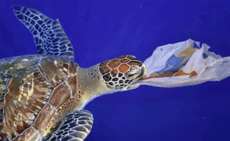 You Don't Need to Spend Money on Trash Bags - Because Turtles Eat Plastic  Bags