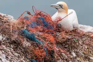 A seabird sits on waste plastic.